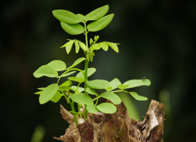 Growth from old roots